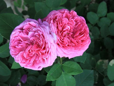perfume japonés rosa damascena