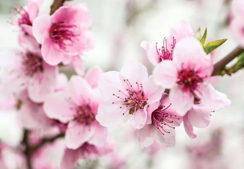 perfume japonés flor de cerezo